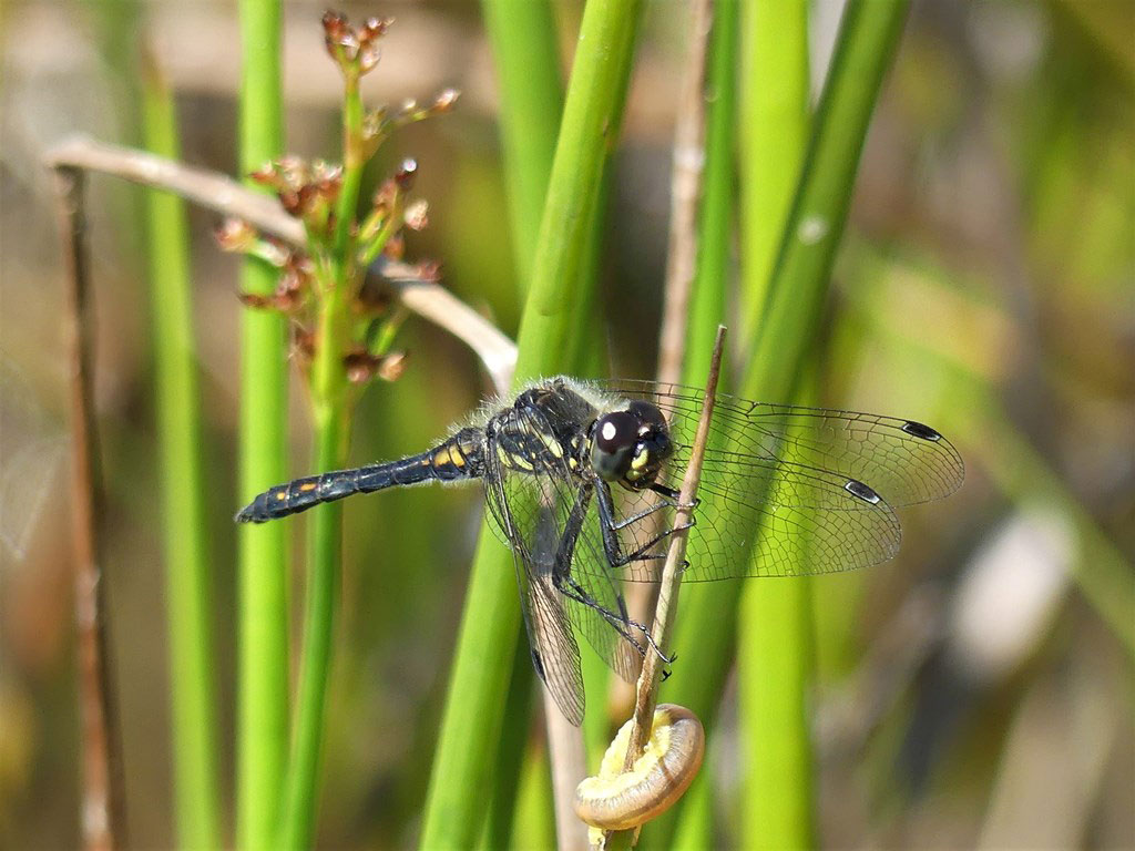 Sympetrum_danae